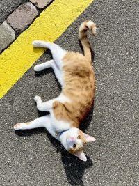 High angle view of cat lying on street