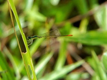 Close-up of damselfly on grass