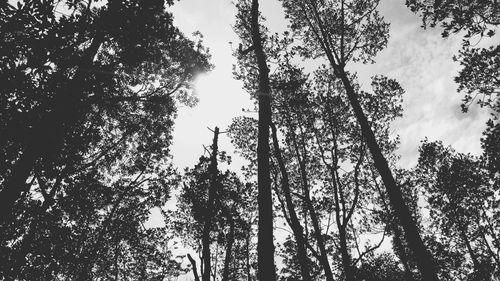 Low angle view of trees in forest against sky