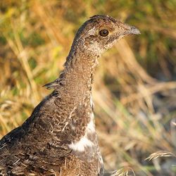 Close-up of bird