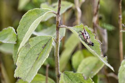 Close-up of insect on leaf