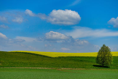 Scenic view of field against sky