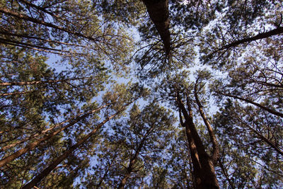 Low angle view of trees against sky