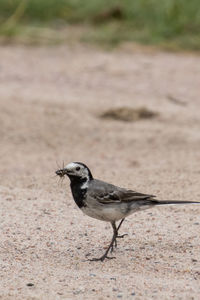 Close-up of bird perching on land