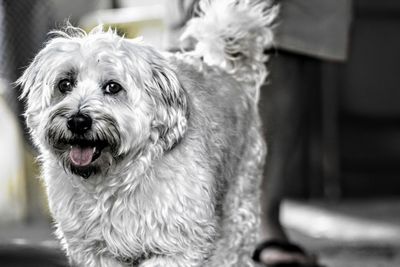 Close-up portrait of dog