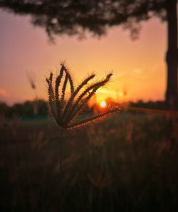 Close-up of silhouette plant on field against sky during sunset