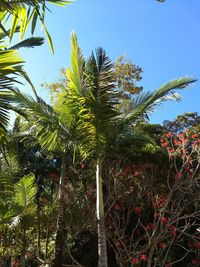 Low angle view of coconut palm trees against blue sky