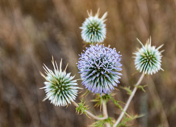 Close-up of flowering plant in field