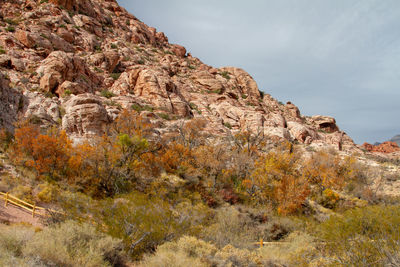 Rock formations in sunlight, orange autumn cottonwood trees. red rock canyon, nevada 