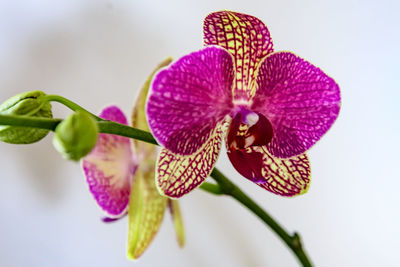 Close-up of pink orchids