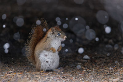 Close-up of squirrel