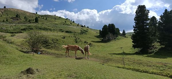 Horses in a field