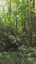 Trees in forest