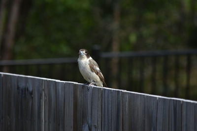 Bird perching on wooden post