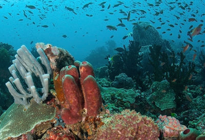 Fish swimming in sea