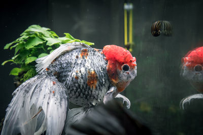 Close-up of oranda goldfish swimming in sea