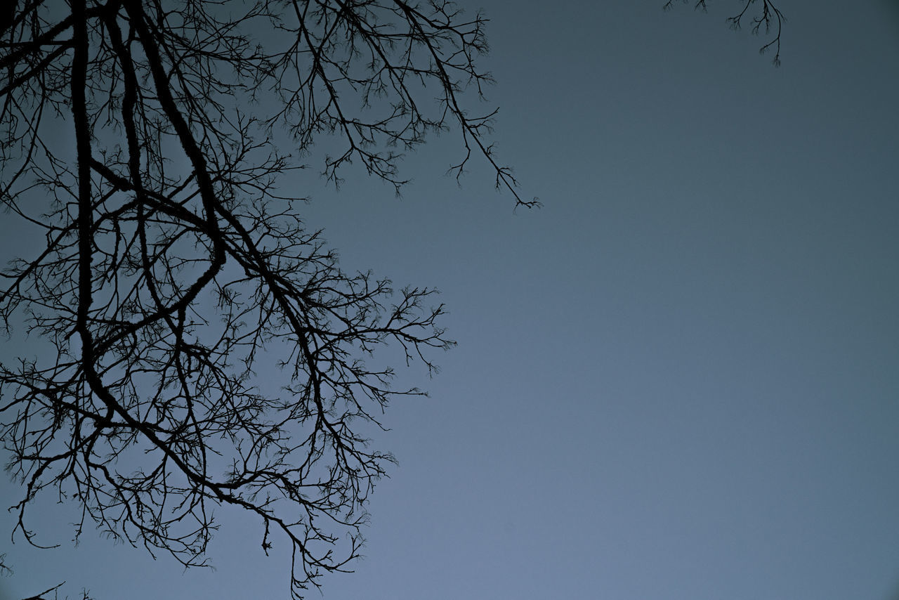 LOW ANGLE VIEW OF BARE TREE AGAINST CLEAR SKY