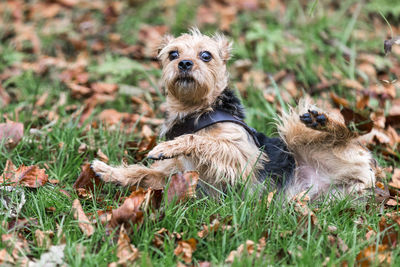 Portrait of dog in grass