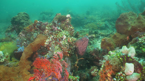 Moray eel on coral reef. underwater world with corals and tropical fish. 