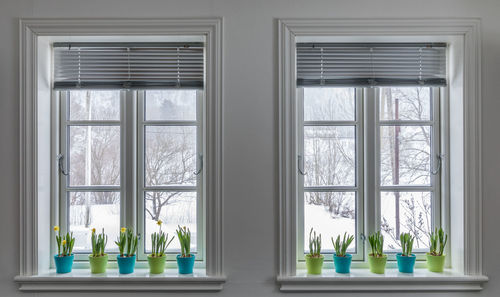 Potted plants on window sill