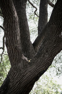 Low angle view of tree trunk in forest