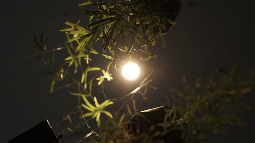 Low angle view of illuminated plant against sky at night