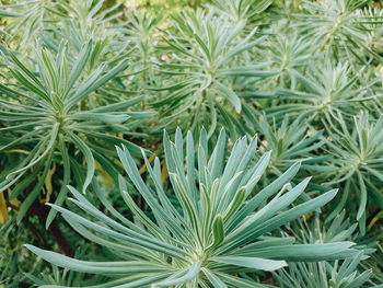 Plants at garden