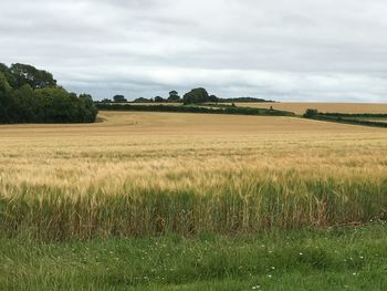 Scenic view of field against sky