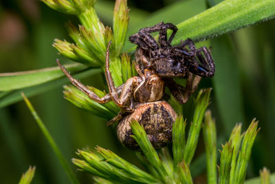 Close-up of insect on plant