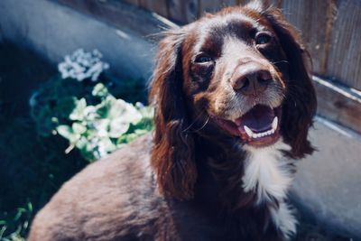 Close-up portrait of a dog