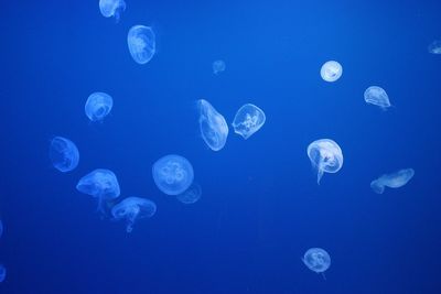 Moon jellyfish swimming in sea