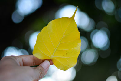 Close-up of person holding maple leaves during autumn