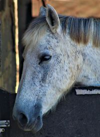 Close-up of horse