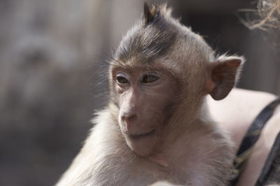Close-up of monkey