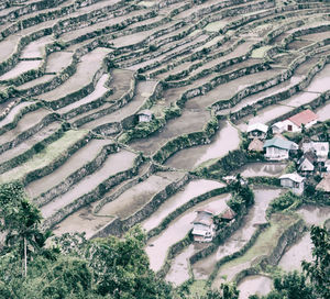 High angle view of agricultural field