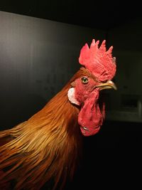 Close-up of rooster against black background