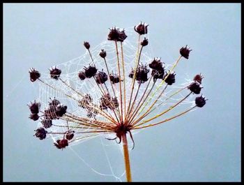 Low angle view of flowers against sky