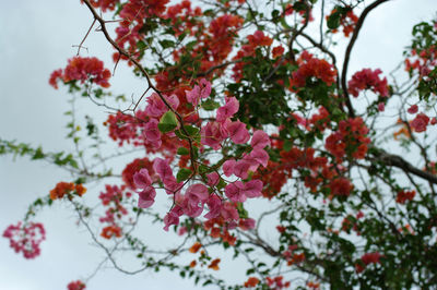 Low angle view of cherry blossom tree