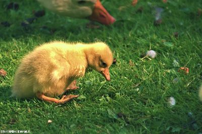Close-up of young bird on field