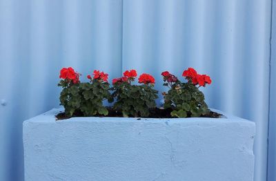 Close-up of plant against blurred background