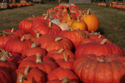 Pumpkins on field during autumn