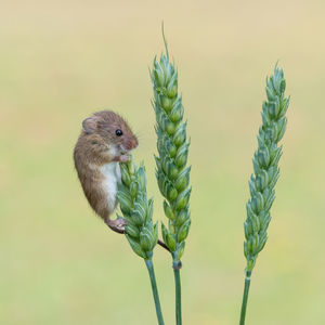 Close-up of cute harvest mouse standing on wheat