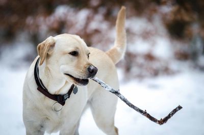 Close-up of cat against blurred background