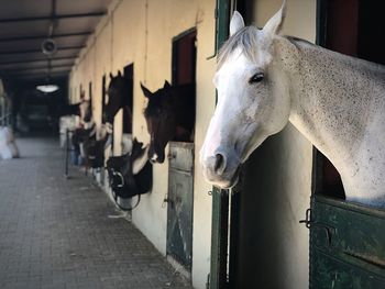 View of horse in stable