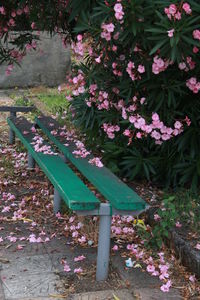 Close-up of pink flowering plants in garden