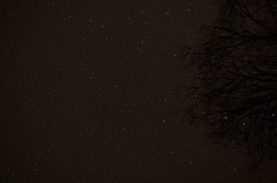 Low angle view of trees against sky at night