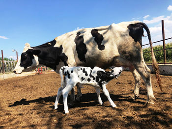 Cow standing in a field