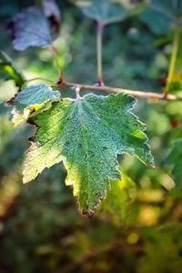 Close-up of leaves on plant