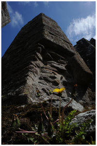 Plants growing on mountain against sky