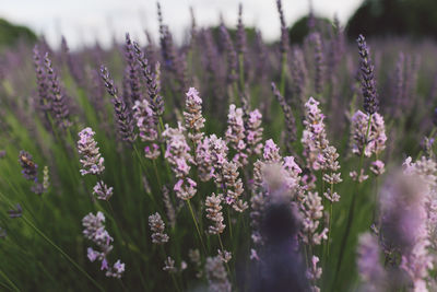 Close-up of lavender flowers blooming at farm